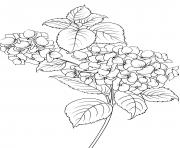 Printable elegant flowers and leaves coloring pages